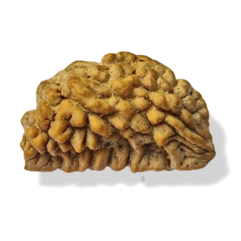 Rudraksha - Rudraksza 1 twarzy (Mukhi) Bardzo rzadki
